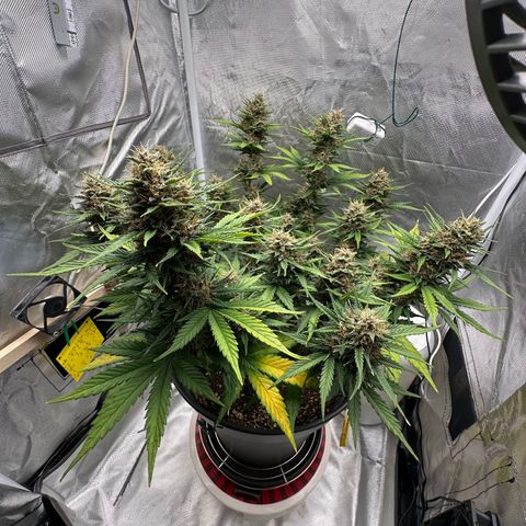 Cookie #2 growlog timeline photo