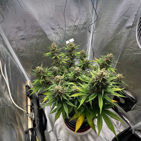 Cookie #2 growlog timeline photo