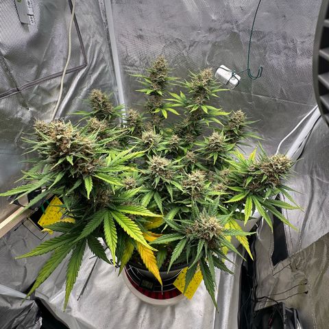 Cookie #2 growlog timeline photo