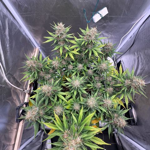 Cookie #2 growlog timeline photo