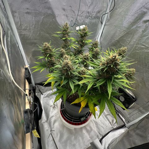 Cookie #2 growlog timeline photo