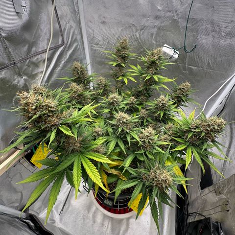 Cookie #2 growlog timeline photo