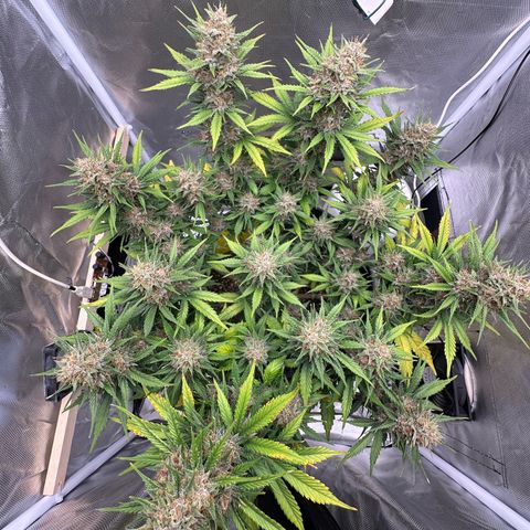 Cookie #2 growlog timeline photo