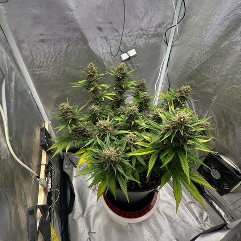 Cookie #2 growlog timeline photo