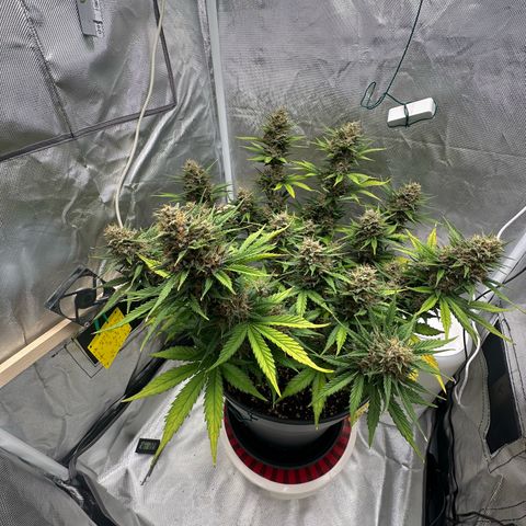 Cookie #2 growlog timeline photo