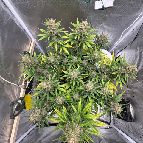 Cookie #2 growlog timeline photo