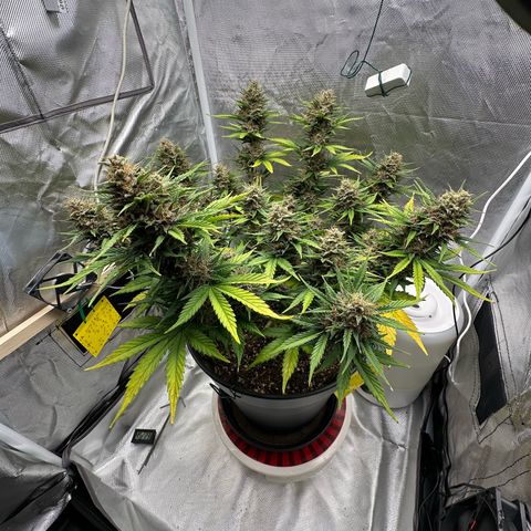 Cookie #2 growlog timeline photo