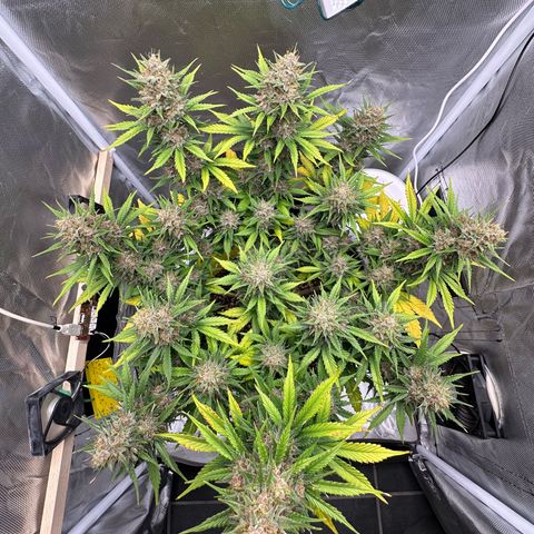 Cookie #2 growlog timeline photo