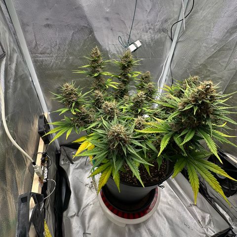 Cookie #2 growlog timeline photo