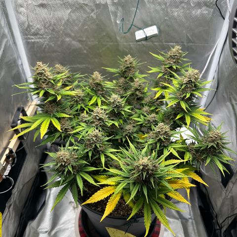 Cookie #2 growlog timeline photo