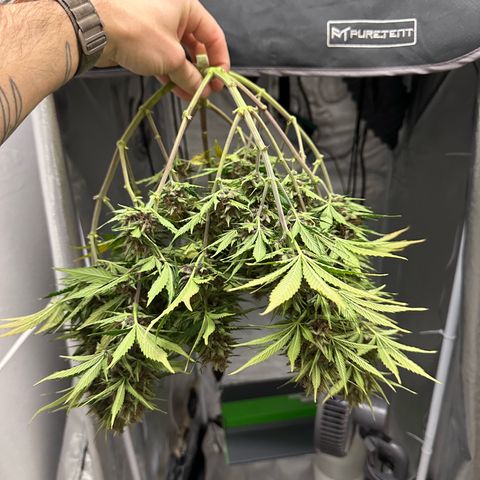 Cookie #2 growlog timeline photo