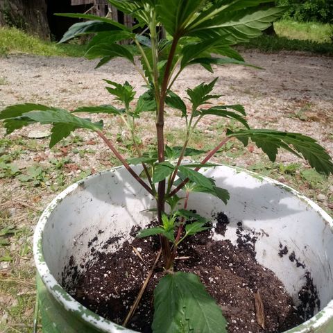 Purple Kush #1 growlog photo: Purple Kush was just transplanted today!!