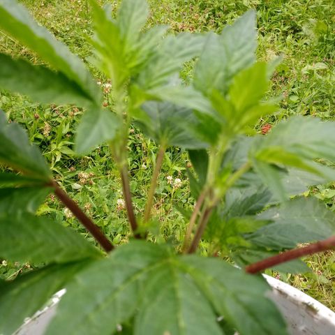 Purple Kush #1 growlog photo: Purple Kush was just transplanted today!!