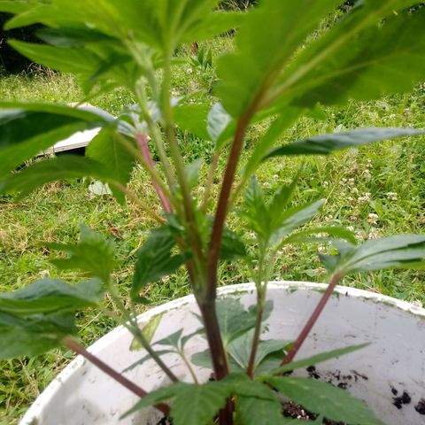 Purple Kush #1 growlog photo: Purple Kush was just transplanted today!!