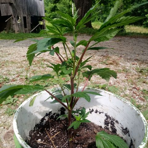 Purple Kush #1 growlog photo: Purple Kush was just transplanted today!!