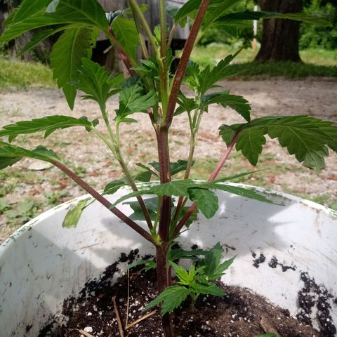 Purple Kush #1 growlog photo: Purple Kush was just transplanted today!!