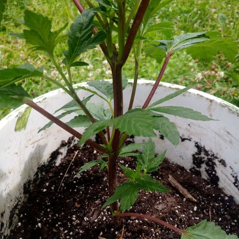 Purple Kush #1 growlog photo: Purple Kush was just transplanted today!!