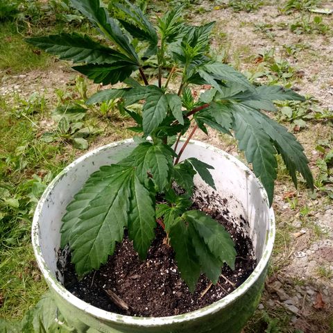Purple Kush #1 growlog photo: Purple Kush was just transplanted today!!