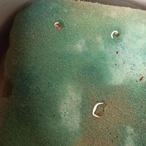 Bubble fruit growlog timeline photo