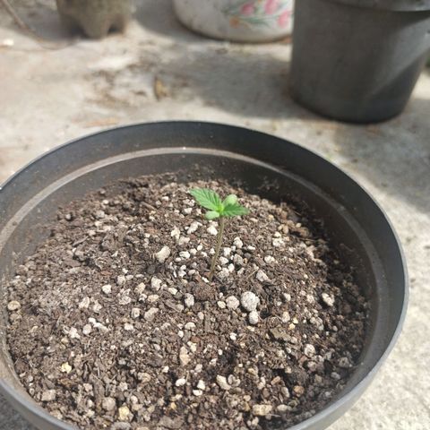 Bubble fruit growlog photo: Va para arriba