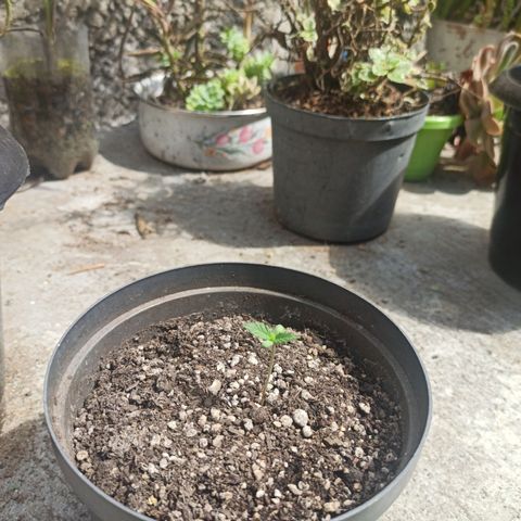 Bubble fruit growlog photo: Va para arriba