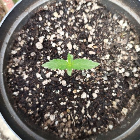 Bubble fruit growlog timeline photo