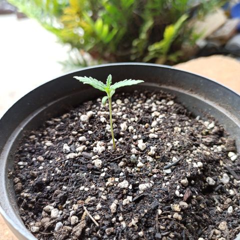 Bubble fruit growlog timeline photo