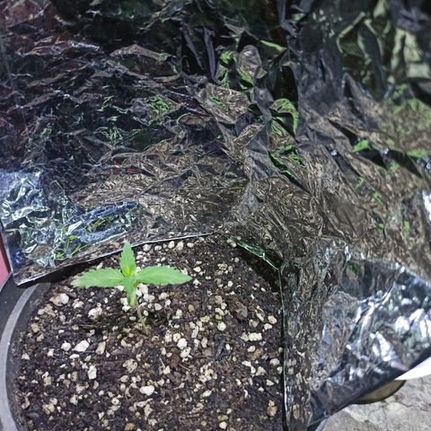 Bubble fruit growlog photo: Con las herramientas mayores