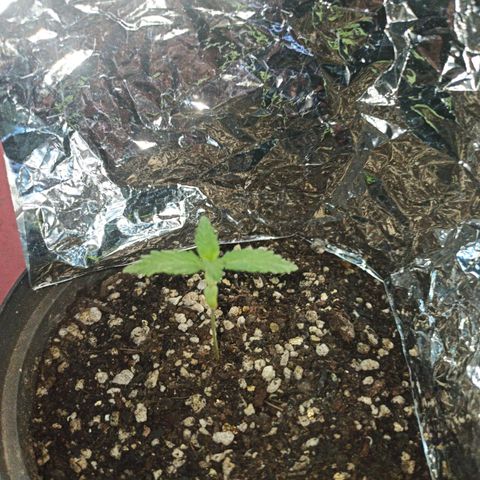 Bubble fruit growlog photo: Con las herramientas mayores