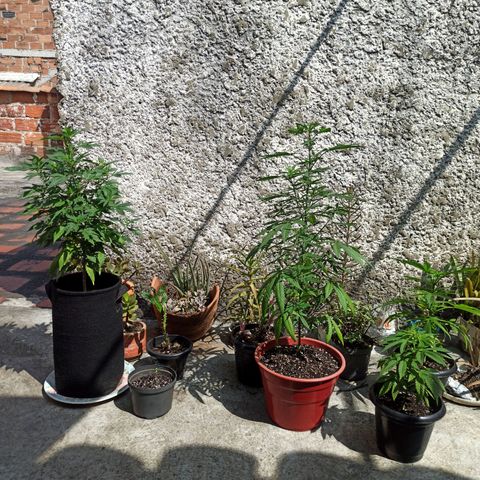 Bubble fruit growlog photo: Con las herramientas mayores