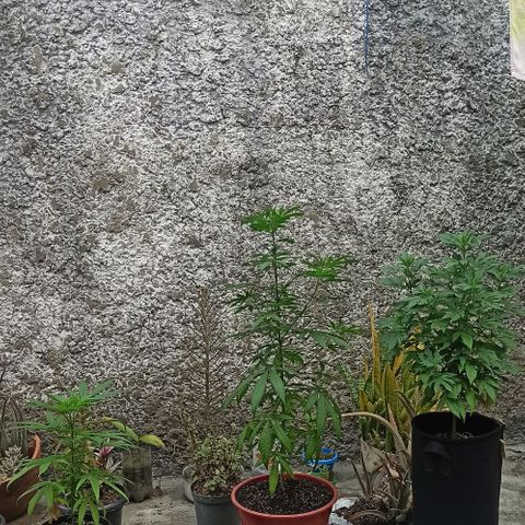 Bubble fruit growlog photo: La bebé y sus hermanas mayores