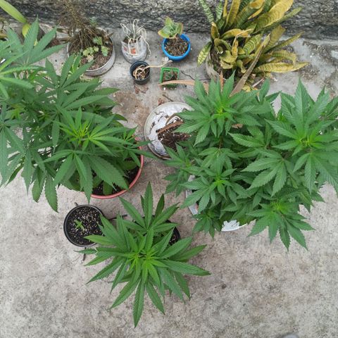 Bubble fruit growlog photo: La bebé y sus hermanas mayores