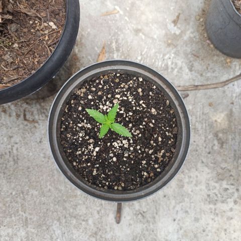Bubble fruit growlog photo: La bebé y sus hermanas mayores