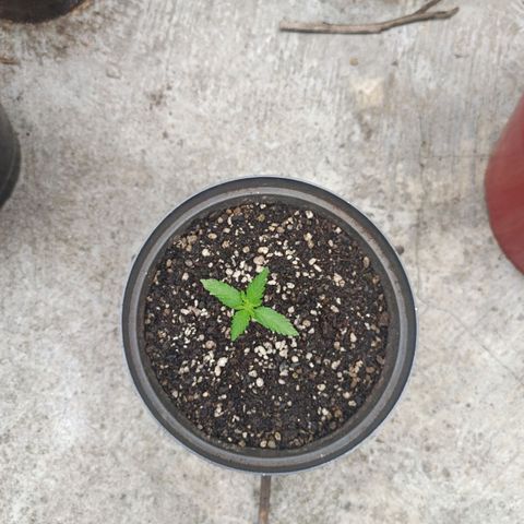 Bubble fruit growlog photo: La bebé y sus hermanas mayores