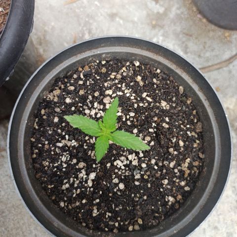 Bubble fruit growlog photo: La bebé y sus hermanas mayores