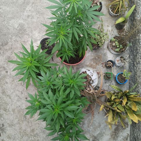 Bubble fruit growlog photo: La bebé y sus hermanas mayores