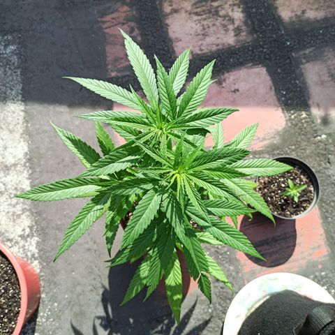 Bubble fruit growlog timeline photo