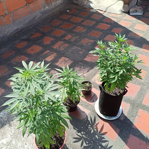 Bubble fruit growlog timeline photo