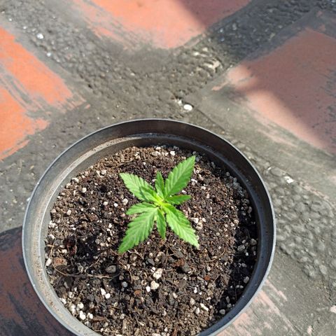 Bubble fruit growlog timeline photo