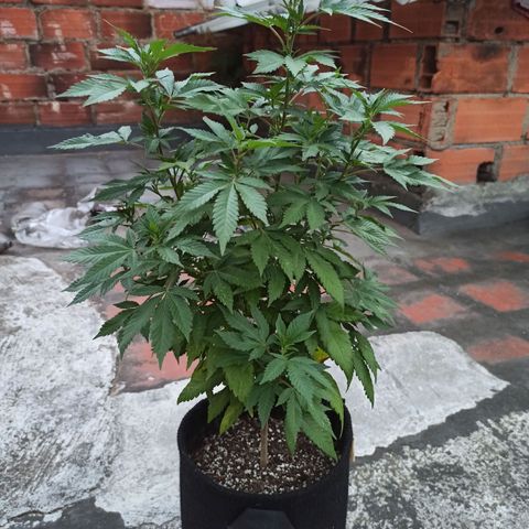 La gorda  growlog timeline photo