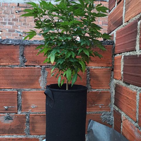 La gorda  growlog timeline photo