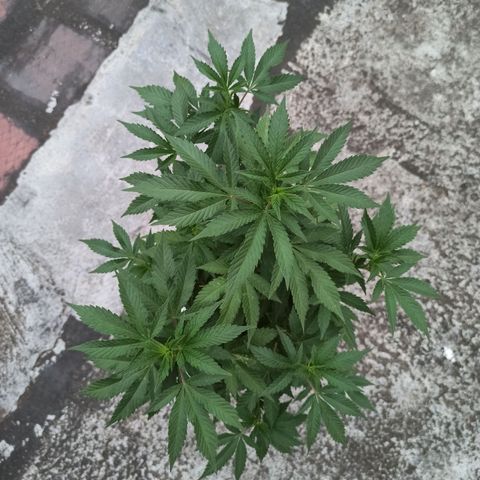 La gorda  growlog timeline photo
