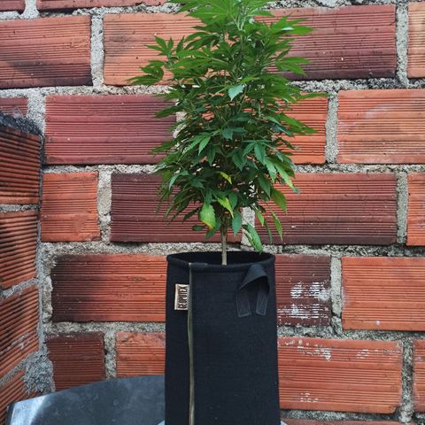 La gorda  growlog timeline photo