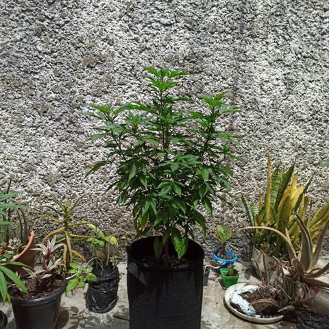 La gorda  growlog photo: Primera noche en floración 57 cm de alto y 40 de diámetro planta revegetada con aproximadamente 6 meses de edad