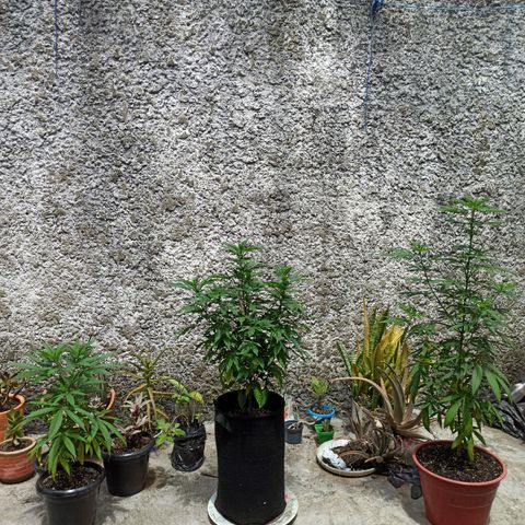 La gorda  growlog photo: Primera noche en floración 57 cm de alto y 40 de diámetro planta revegetada con aproximadamente 6 meses de edad