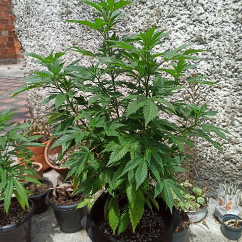 La gorda  growlog photo: Primera noche en floración 57 cm de alto y 40 de diámetro planta revegetada con aproximadamente 6 meses de edad