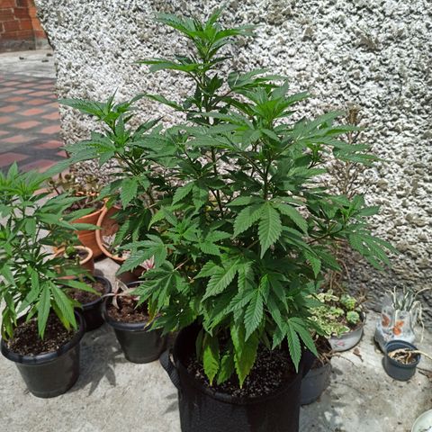 La gorda  growlog photo: Primera noche en floración 57 cm de alto y 40 de diámetro planta revegetada con aproximadamente 6 meses de edad