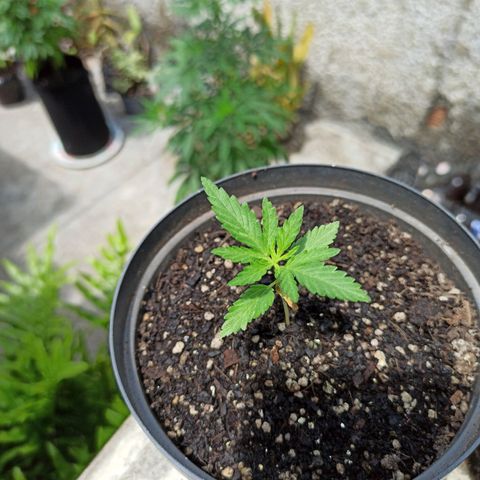 Bubble fruit growlog timeline photo