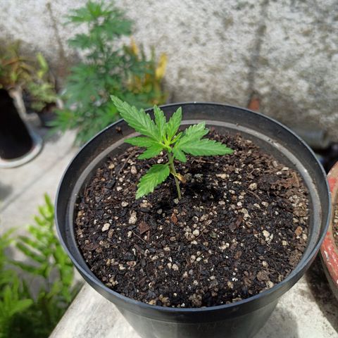 Bubble fruit growlog timeline photo