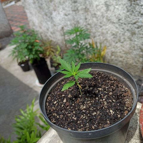 Bubble fruit growlog timeline photo